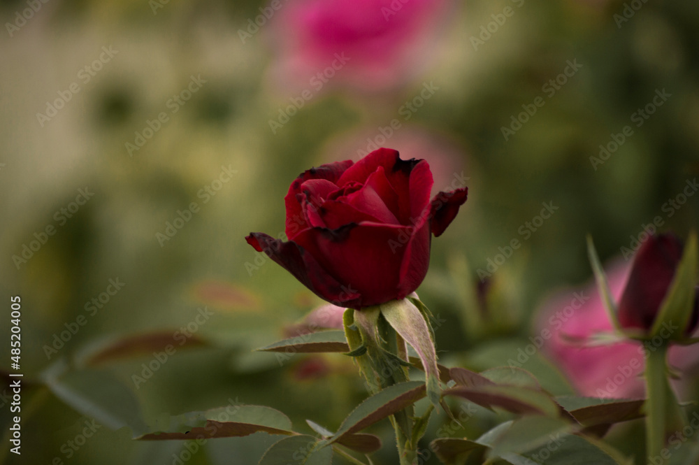 flores y plantas, en la naturaleza, españa, flores y plantas, en la naturaleza, españa,