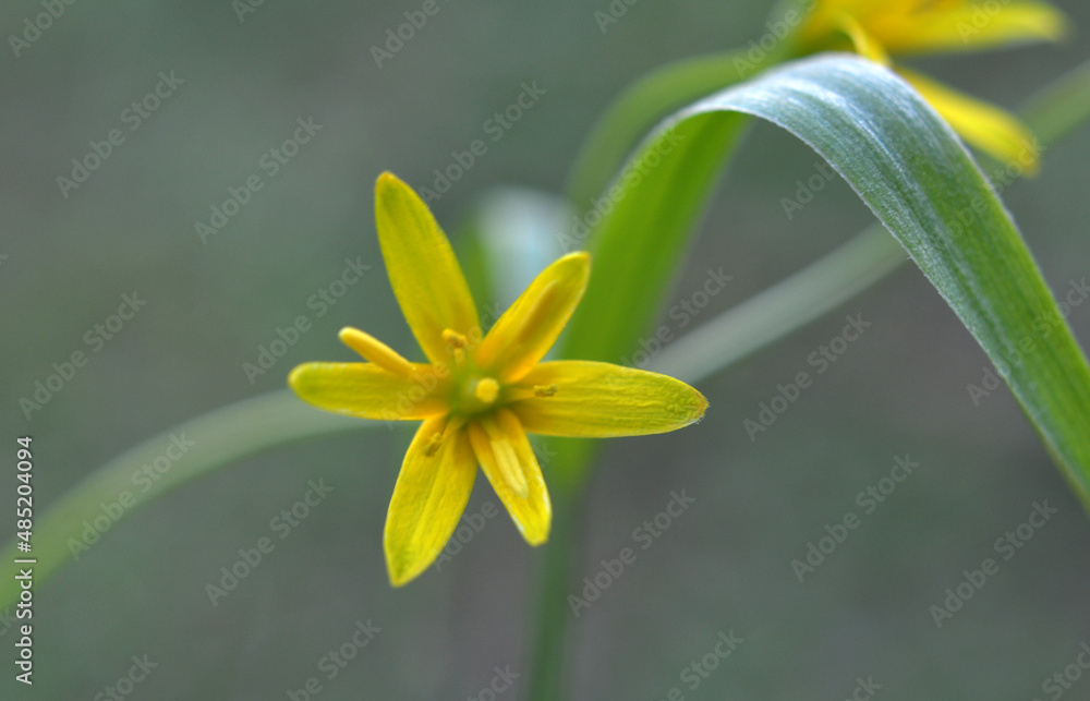 Fototapeta premium Gagea lutea blooms in the wild in the woods