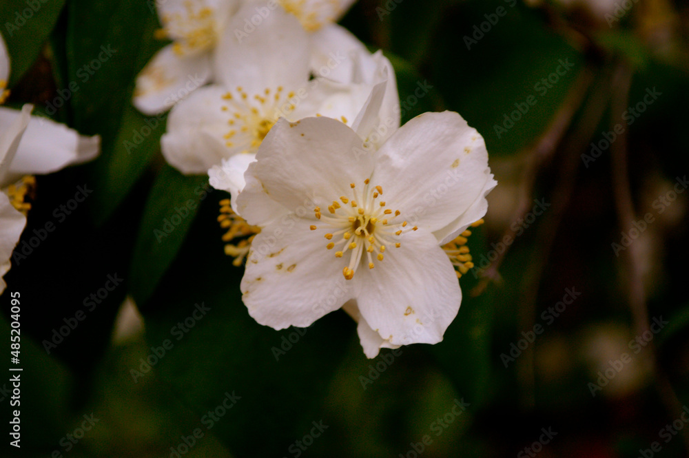 flores y plantas, en la naturaleza, españa, flores y plantas, en la naturaleza, españa,