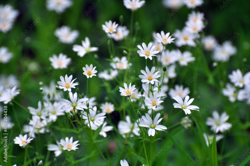 In the forest in the wild bloom Stellaria holostea In the forest in the wild bloom Stellaria holostea