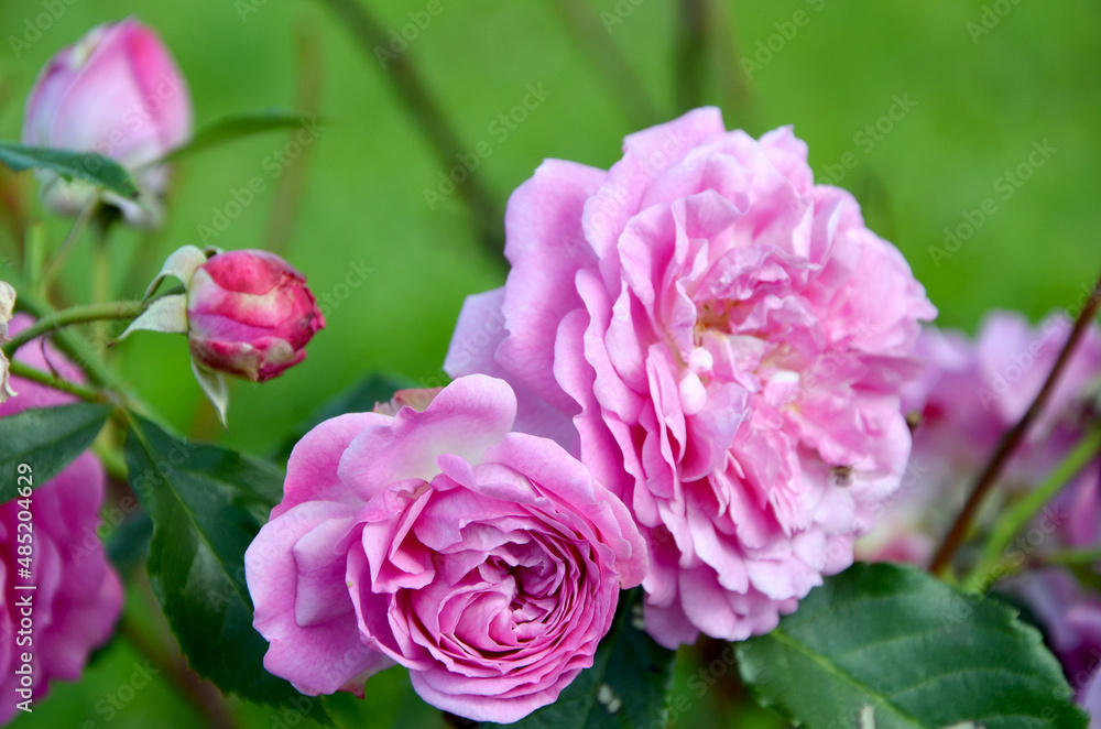 beautiful image pink flowers in the garden beautiful image pink flowers in the garden