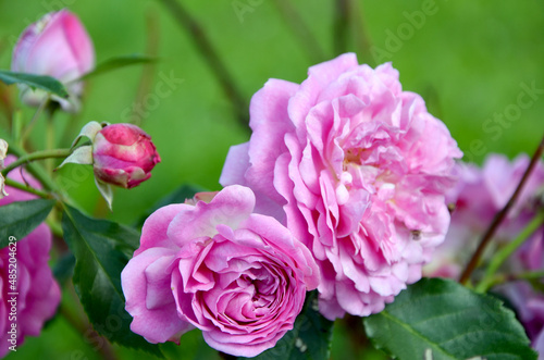 beautiful image pink flowers in the garden
