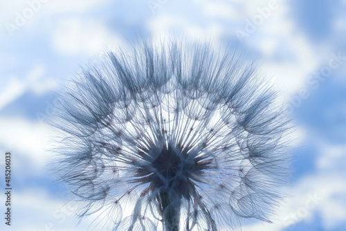 Blue Dandelion flower background. Soft focus. Fragility. Desktop computer background. Dandelion flower with seeds ball close up in blue background. horizontal view. Silhouette spring flower