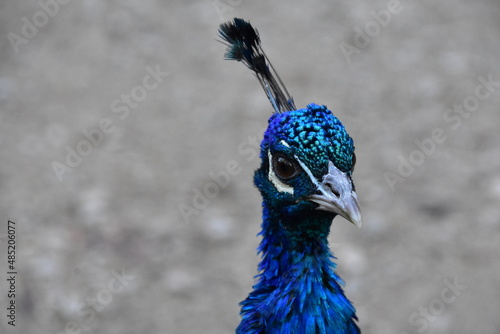 Pfau Kopf Nahaufnahme