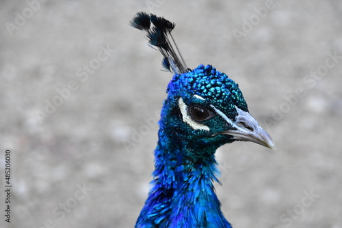 Pfau Kopf Nahaufnahme Blickrichtung rechts