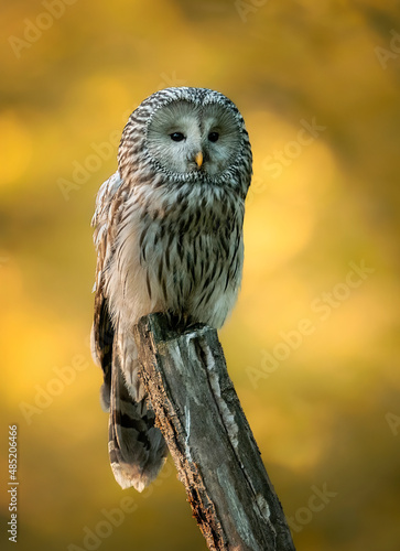 Ural owl ( Strix uralensis ) Close up