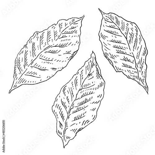 Three whole dry tobacco leaves. Vintage engraving black illustration.
