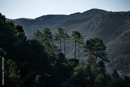 Forêt de pins au sommet d'une montagne dans une vallée des Cévennes dans la lumière automnale. France.