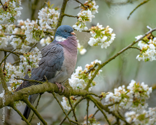 Bird in flower