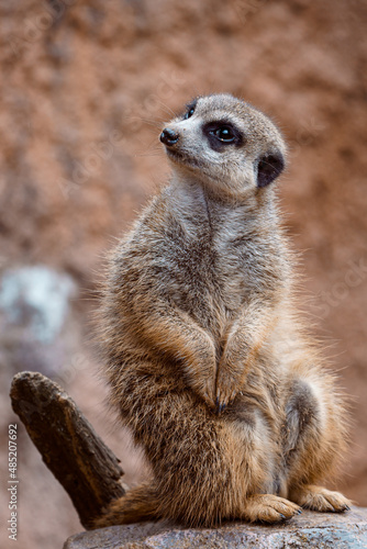 Portrait of meerkat on a stone, Suricata suricatta © Lubos Chlubny