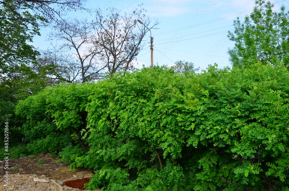 Fototapeta premium Natural fencing of a personal plot of yellow acacia.