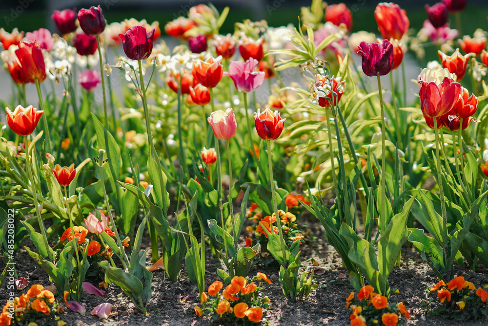Tulpen im Botanischen Garten