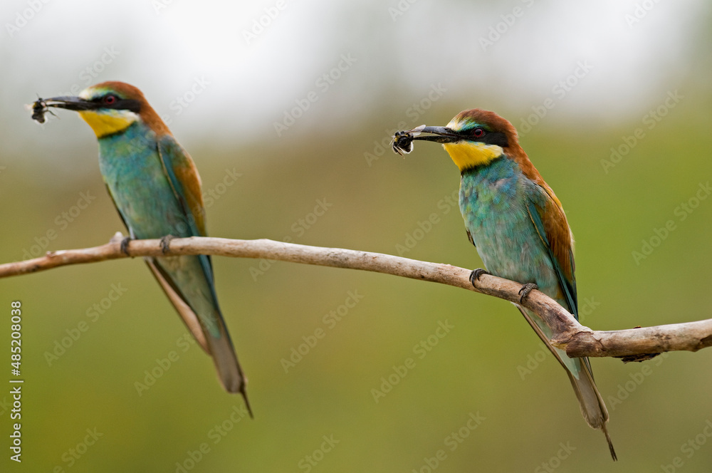 Fototapeta premium Birds with bee