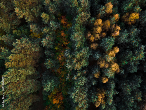 Forest from drone
