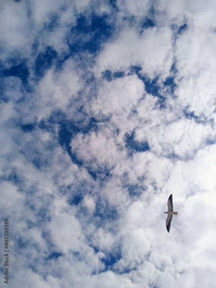 seagull in flight seagull in flight