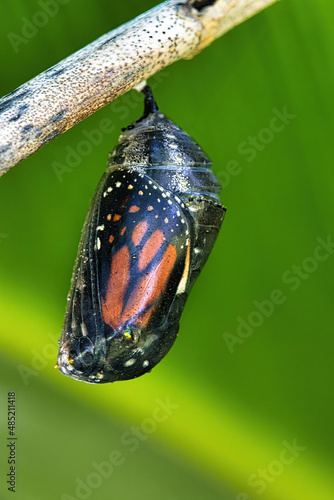 Almost fully developed monarch seen inside its clear chrysalis.