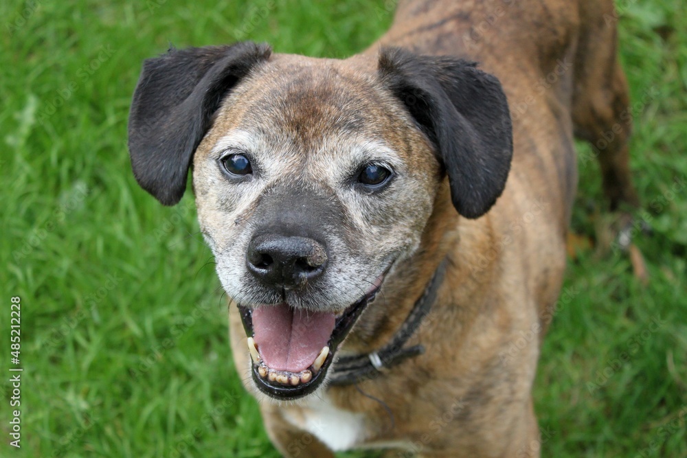 A portrait of a smiling old dog with a gray muzzle. The dog has snapped ears, eyes clouded over from old age and was once brindle (brown). He still has lots of energy and looks lovingly at his human.