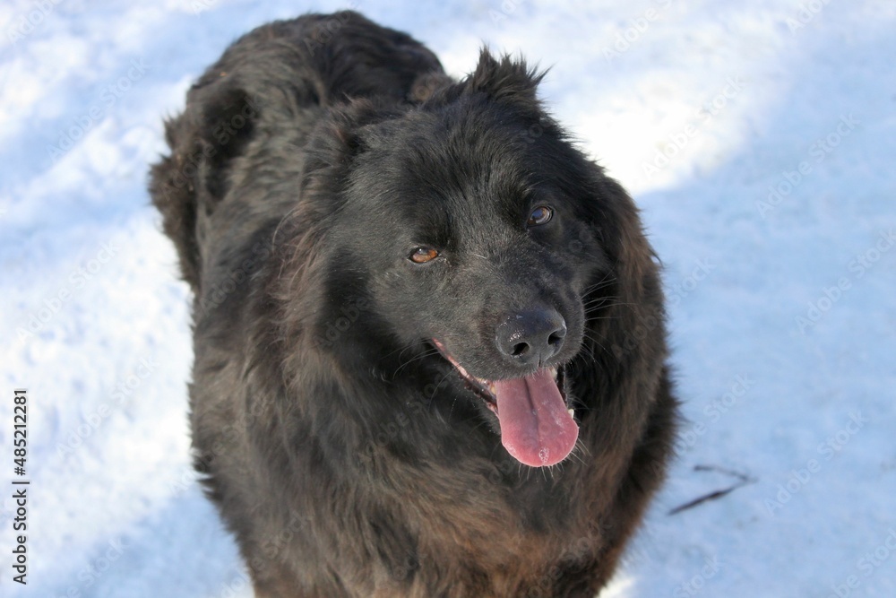 Naklejka premium Portrait of a black long haired fat dog against a background of snow. The dog is big and fluffy and looks like a bear. 