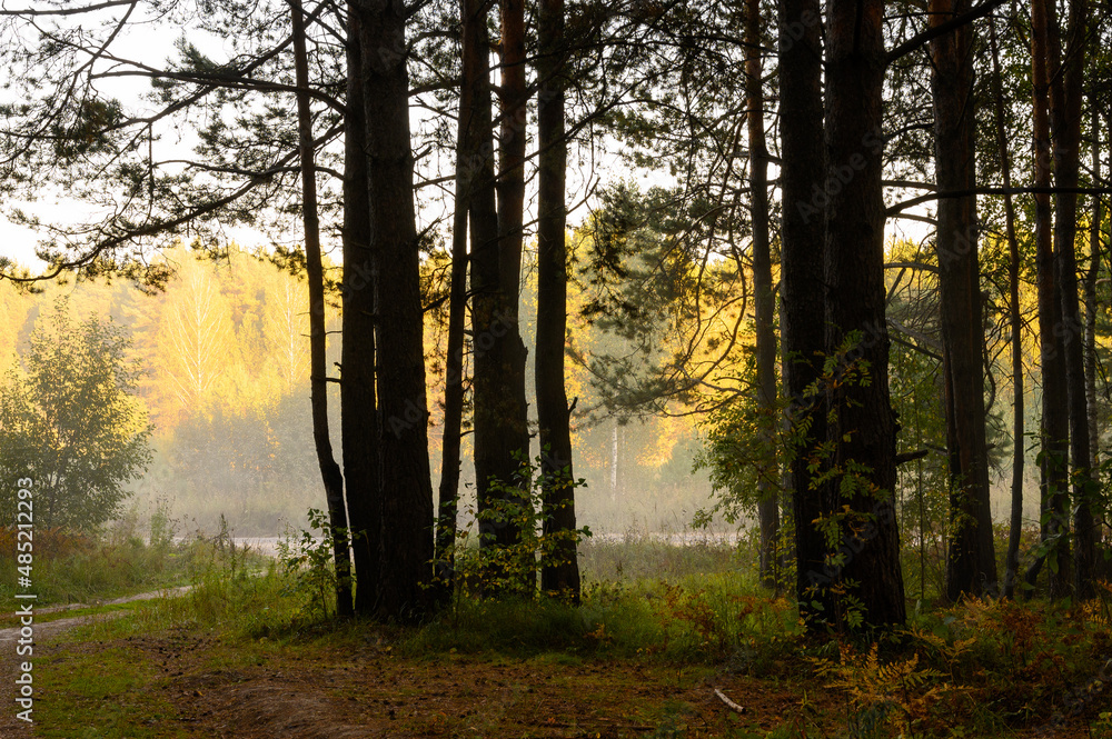Naklejka premium Evening forest. Trees are illuminated by the setting sun.