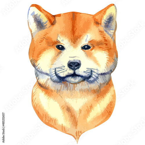 Vector illustration of watercolor portrait of shiba inu dog