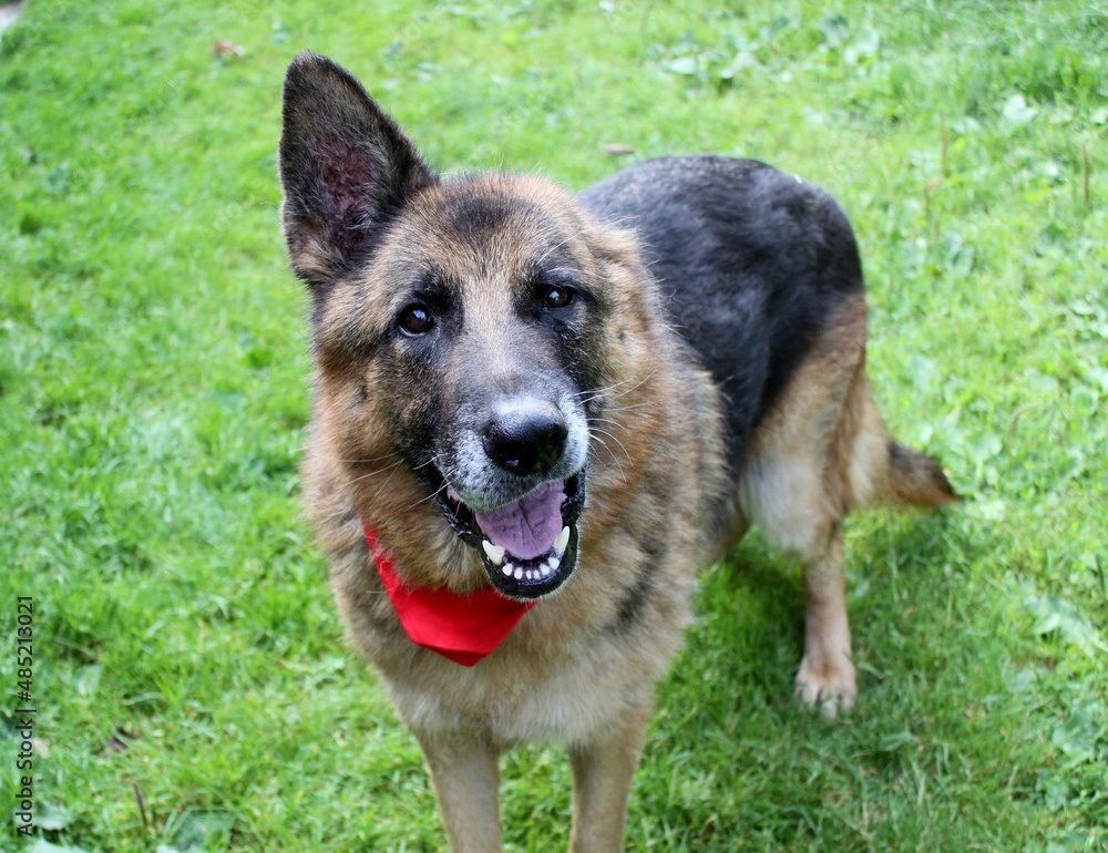 Portrait of an old German Shepherd dog without one ear (after ear amputation). A happy dog. He has a red bandanna around his neck. Portrait of an old German Shepherd dog without one ear (after ear amputation). A happy dog. He has a red bandanna around his neck.