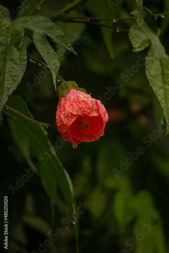 beautiful lonely rose flower for hummingbird with dewdrops from the rain on a green background from plants after rain in summer