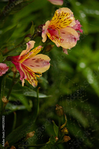 beautiful tiger lilies of red-yellow color after the rain with dew drops on the background of the cobweb in the garden
