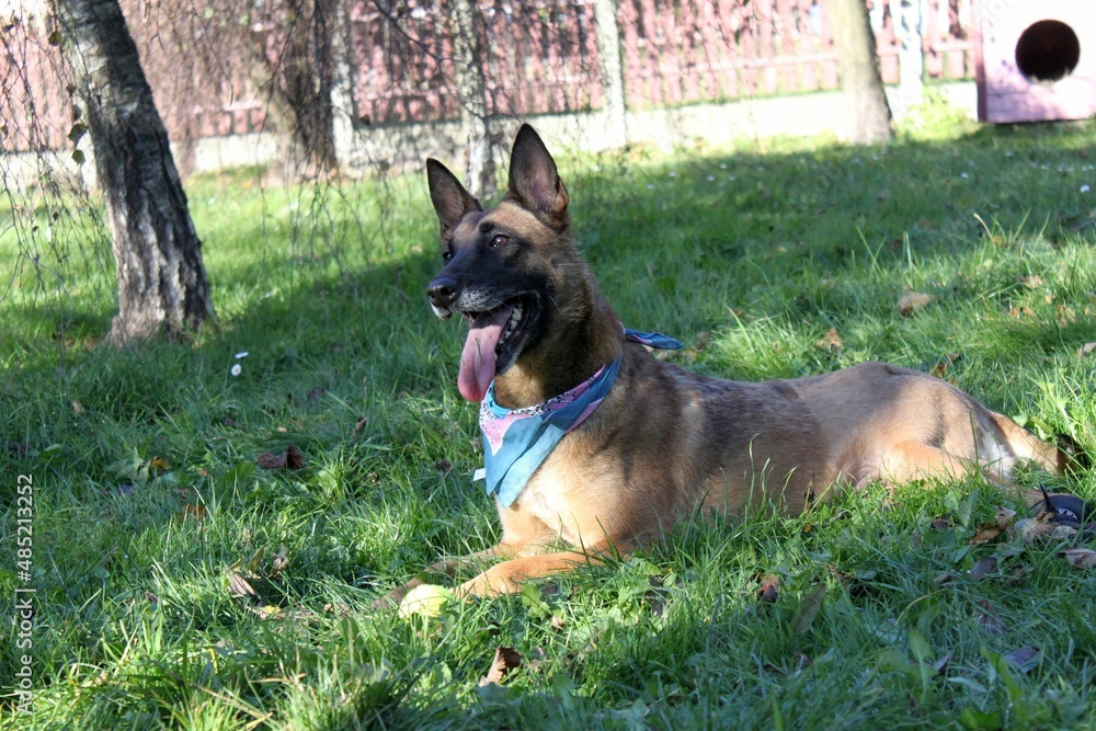 A Belgian Shepherd Malinois dog lies on the grass resting after playing. He is wearing a colorful bandanna around his neck.