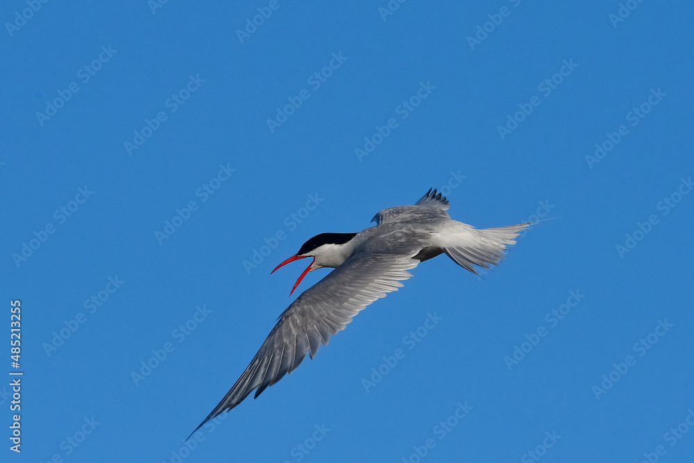 Obraz premium Sandwich Tern in flight, Patagonia Argentina.