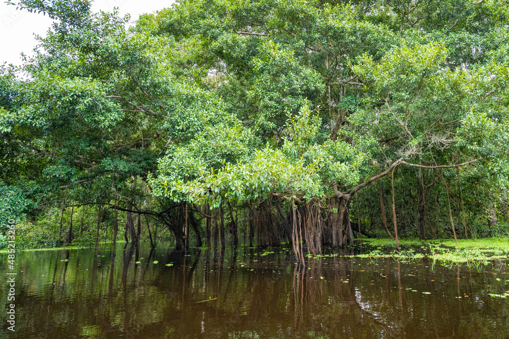 Typical landscape of the Amazon, Amazon Rainforest, Colombia Typical landscape of the Amazon, Amazon Rainforest, Colombia