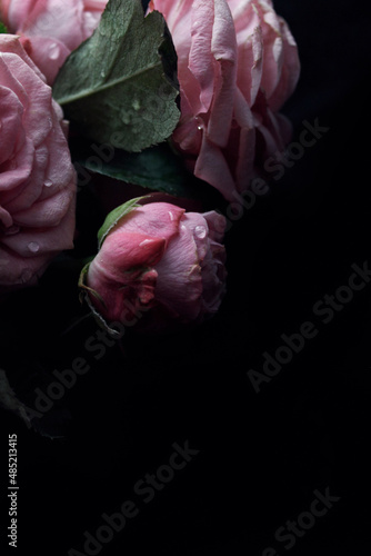 beautiful artistic nostalgic dramatic photo of roses with drops of water and green leaves on black background