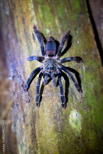 a tarantula spider on a tree trunk, Amazon rainforest, Peru