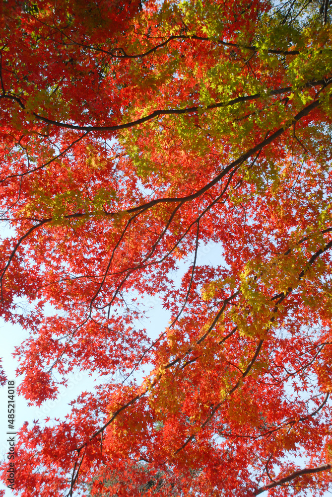 紅葉のカーテン