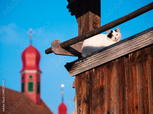 Fotografi A cat on the top of wooden building and the blurred bell towers of the church of