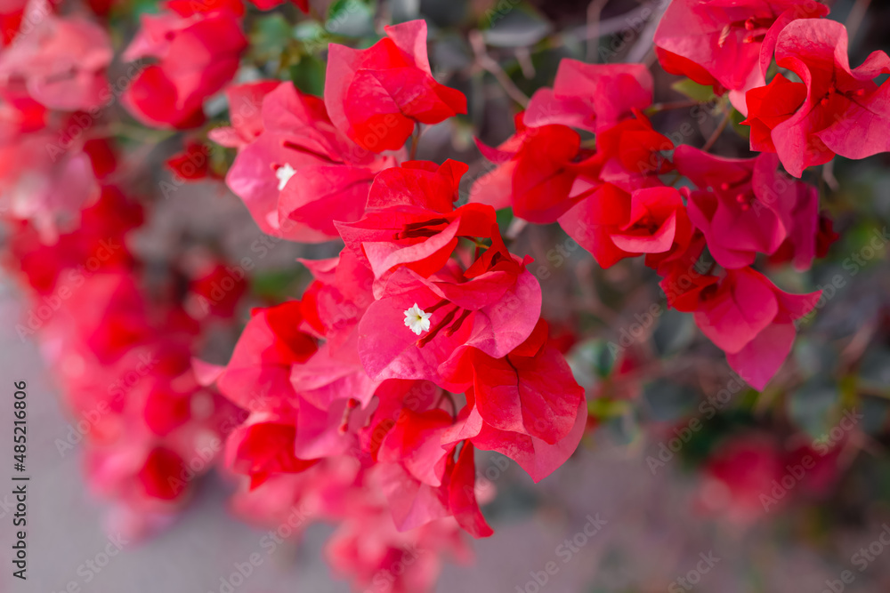 Tropical island resort beach flowers bushes. Red exotic flowers. Bougainvillea african plant. bougainvillea red flowers bush.