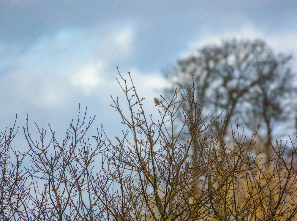a winter meadow pipit (Anthus pratensis) perches high in a bush