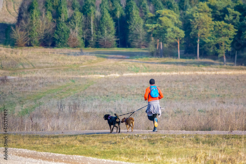 man in a high visibility orange top jogging on an unmade track road with 2 dogs attached to waist band leads © Martin
