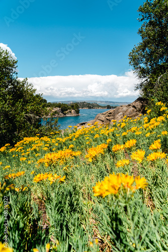 yellow flowers on the shore of lake