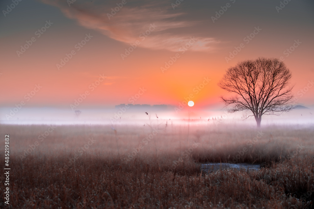 Morning landscape with plain trees and sunrise
