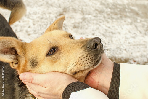 Human hands caress a yellow stray dog ​​with sad eyes. The concept of adoption of pets.