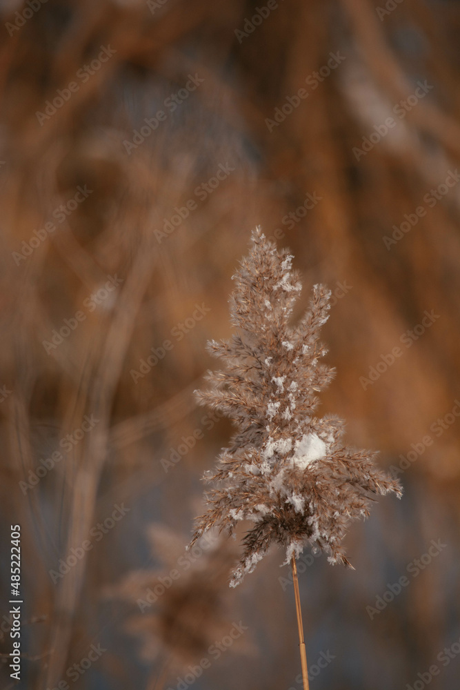 frost on the grass frost on the grass