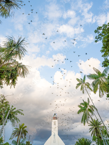 flight of birds (green parrots) at the end of the day at leticia central park. the show takes place every day