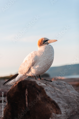 Fou de bassan en bord de mer