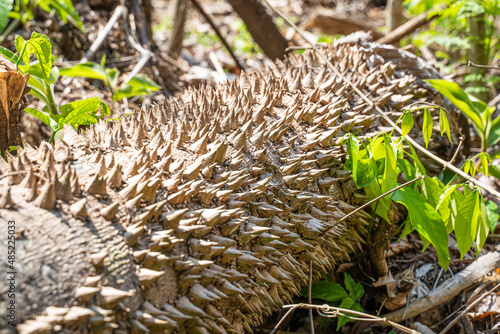 Tree trunk with thorns, amazon rainforest, puerto Nariño, Colombia.