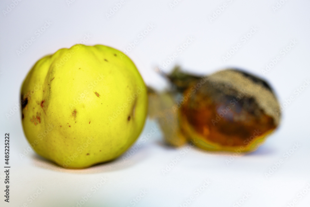 fresh yellow and  rotten quince on white surface. It has become unfit for human consumption. Conceptual photo about young and old age, inner beauty, loneliness, lies, illness. Dorian Grey