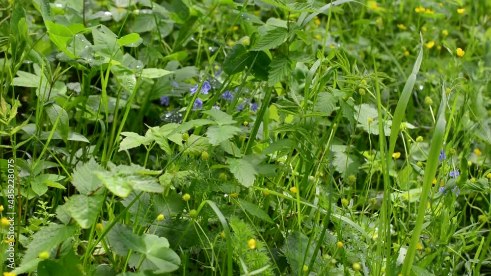 Juicy meadow grass and flowers in summer. Static camera, movement in the wind. High quality FullHD footage Juicy meadow grass and flowers in summer. Static camera, movement in the wind. High quality FullHD footage