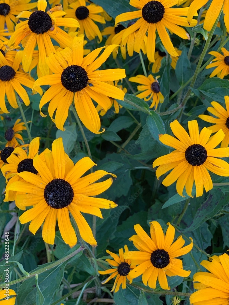 Black eye Susan