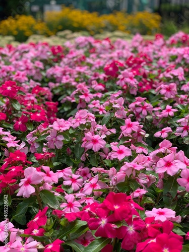 Wallpaper Mural Pinkies Torontodigital.ca