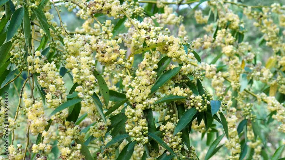 Litsea cubeba Pers. Plant that occurs on mountains. Litsea cubeba Pers. Plant that occurs on mountains.