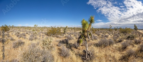 Panoramic image over Southern California desert with cactus trees during daytime